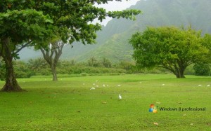 nature-green-windows-8-wallpaper nature green windows 8 wallpaper