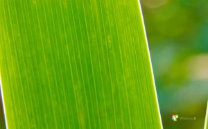 windows-8-green windows 8 green